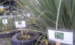 20170403_161018 (1)